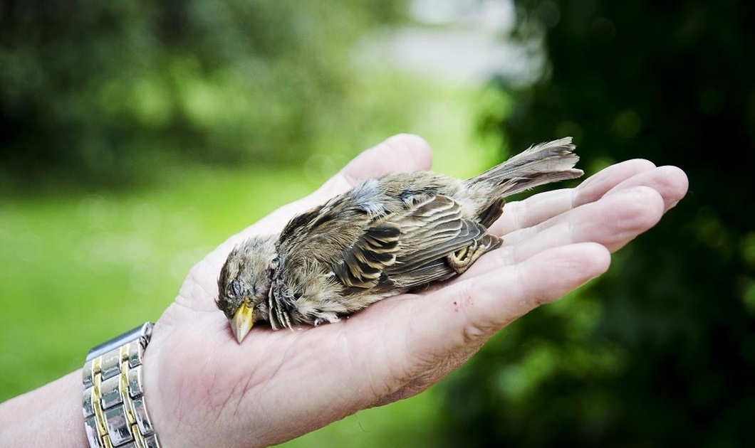 Rovfågel ramlade in med byte