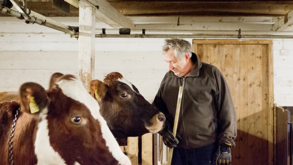 "Det är något särskilt när man går där i fodergången och korna kommer och buffar på en. Det är trevligt att vara med djur", säger Harald Stjerne.