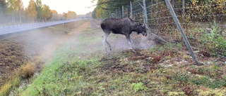 Video: Se älgen fast i viltstängslet