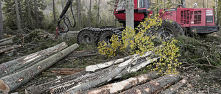 Se helheten för skogsbruket    