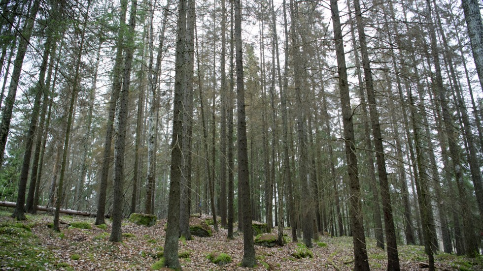 En granskog angripen av granbarkborrar.

