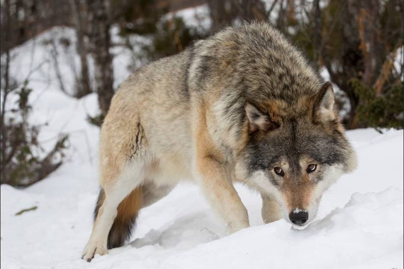 Vargstammen behöver två nya individer av finsk-ryskt ursprung, men inga vargar flyttas. Nu tas en handlingsplan fram med syfte att skapa ordning och minska kostnaderna för vargarna som vandrar in. 