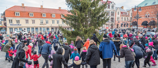 Nu börjar julgransjakten • Kommunen ber om hjälp: "Har du en vacker gran på din tomt?"