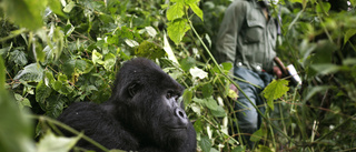 Vakter dödade i Afrikas äldsta nationalpark