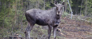 Bil krockade med älg – förmodligen