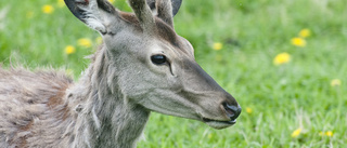 Jägarna kritiska över nya jaktregler