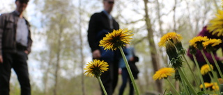 Naturvandring med maskrosor i fokus