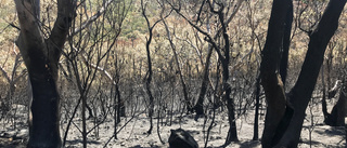 Punkt för brandsäsongen i New South Wales