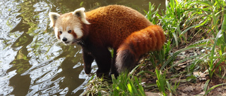 Förrymd panda nedskjuten av veterinär