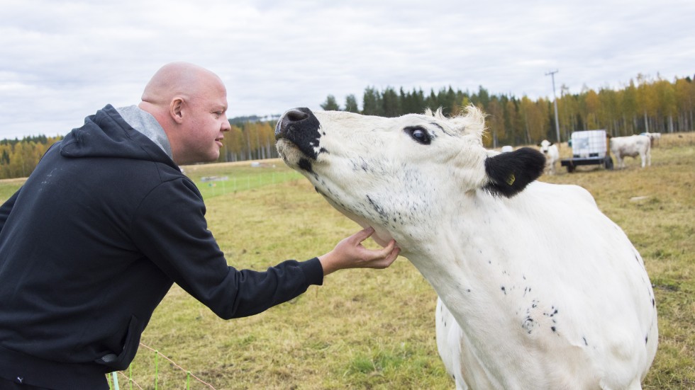 På familjens gård går djuren ute året om. Här kossan Dina.