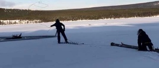 Iskall hjältehistoria: Räddade älg med lasso