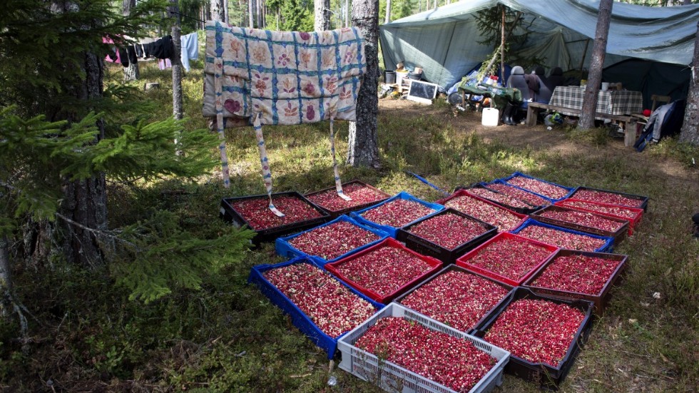 Det ska bli lättare för säsongsarbetare att komma in till Sverige, har regeringen beslutat.