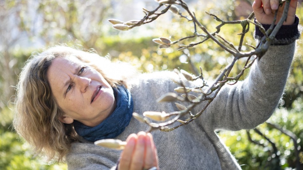 Gunnel Carlsson synar en magnolia i sin trädgård.