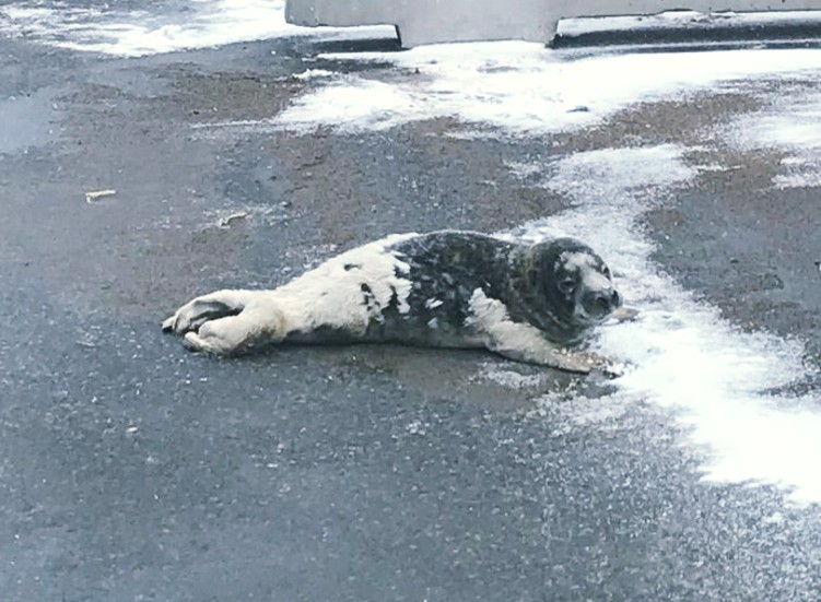 En säl hälsade på vid Haraholmens hamn i torsdags. Personal vid Shorelink hjälptes åt att föra den tillbaka till vattnet igen.