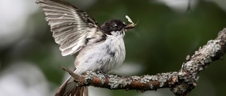 Säkra vårtecken rapporteras från Palo