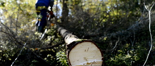 Skogen har en viktig  roll i klimatdebatten