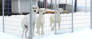 Coronakrisen gör 2020 till ett riktigt hundår