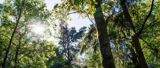 Priset på skogsfastighet i Skellefteå tokrusade