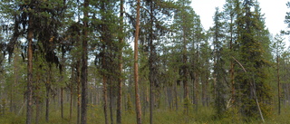 Skogsavverkning upprör samebyn