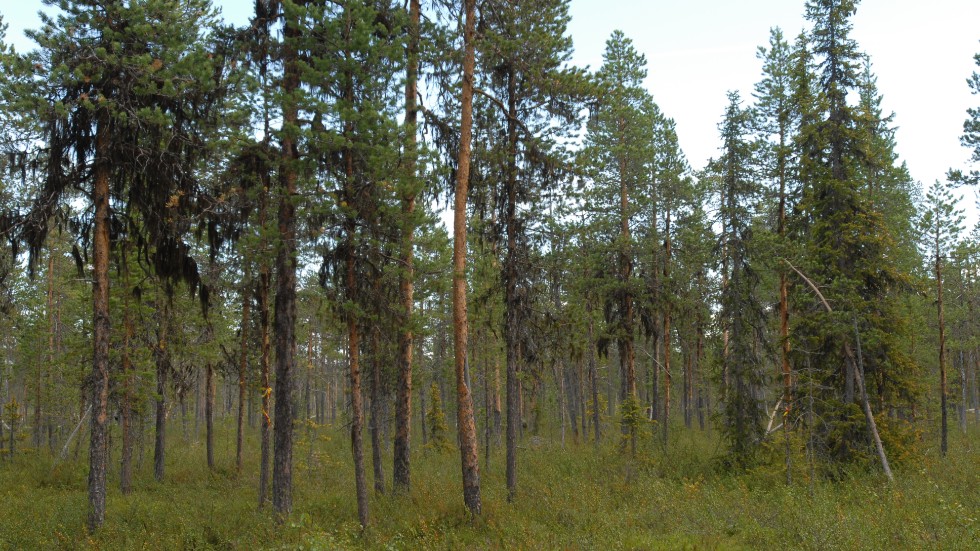 Sveaskog vill avverka 2 600 hektar naturskog utanför Arjeplog.