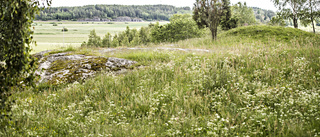 Naturbetesmark gynnar biologisk mångfald