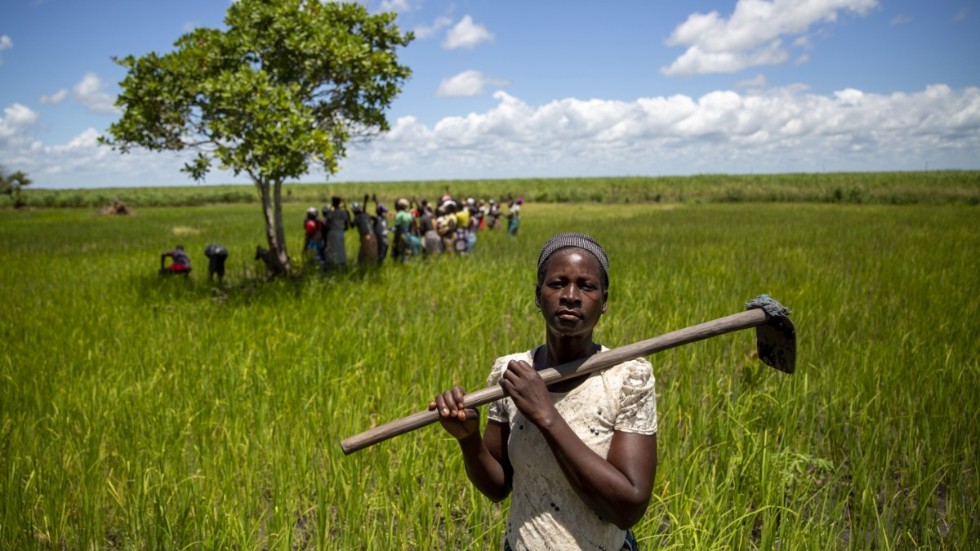 Paulina Livioni arbetar på ett risfält i Moçambique, i en bild från FN-organet UNCDF.