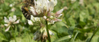 Bönder satsar på blommor för bin