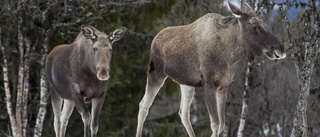 Lantbruksuniversitet möter suget efter älgar