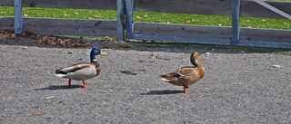 Anderssons på promenad           