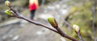 Soligt, varmt och kallt – så var aprilvädret