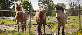 Uppsala kan ha landets mest hållbara skola