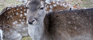 Viltolyckor med älg och dovhjort 