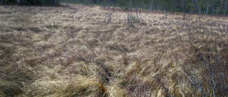 Nu höjs statusen på naturområdet