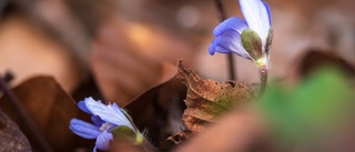 Vårblommor vann bildtävlingen – i januari