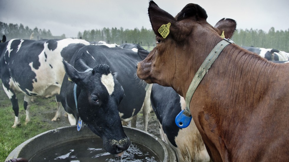 Att helt gå in för växtbaserad kost, som veganerna föreslår, skulle få hela ekosystemet att kollapsa, menar skribenten. Ät både kött och grönt, är hans uppmaning.