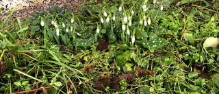 Vårblommor och höstvindar över Uppland