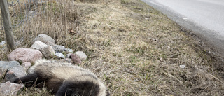 Trafikdödat vilt ska tillbaka till skogen