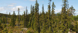 Arjeplog får nytt naturreservat