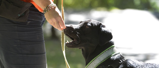 Hund bet kronofogde i benet under hembesök