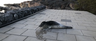 Strandad sälunge fångades på film i Öregrund