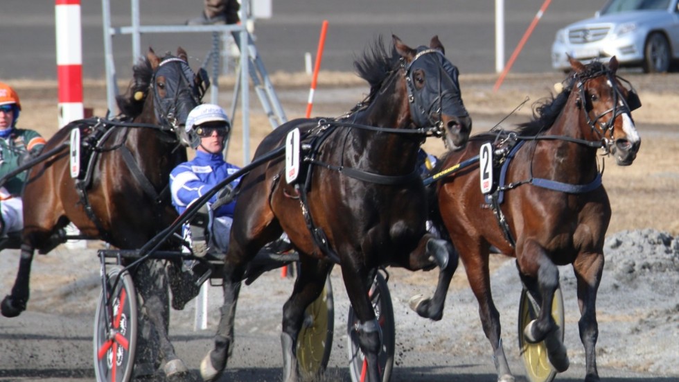 Erik Adielsson ramade in V75-dagen på Umåker med två segrar. På bilden inleder han med stjärnan Attraversiamo.
