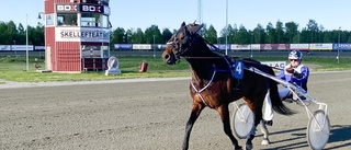 Finsk, norsk och Bodendominans i Skellefteå