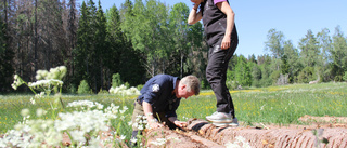 Stora delar av granskogen i Fiby urskog dör 