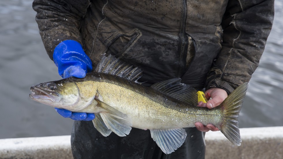 Bodens kommun har utfärdat en tillfällig avrådan från att äta fisk som kommer från Svartbyträsket och Lillavan. 