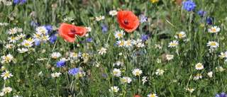 Intresset för blomsterängen ska växa