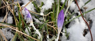 Bakslag väntar: Då kommer snön tillbaka till Norrbotten