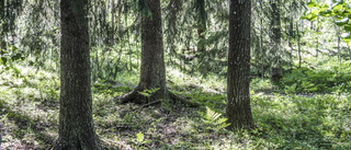 Skogen förenar regeringen och församlingshemmet i Kisa