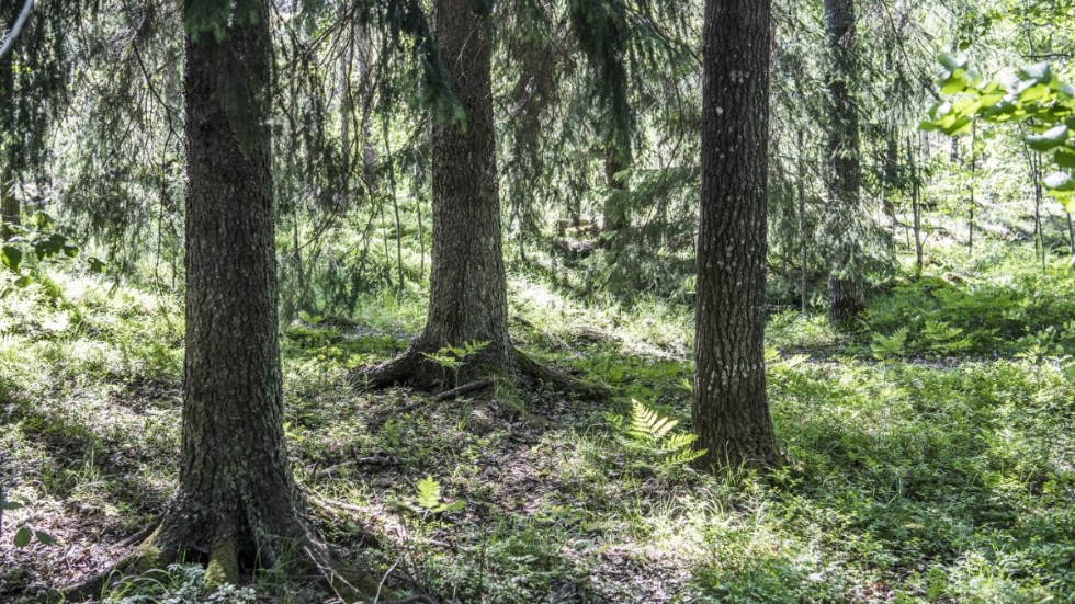 På Skogssällskapet vill vi inte se tillväxt och miljö som två motstående sidor, där det ena alltid sker på bekostnad av det andra, skriver representanter för Skogssällskapet.