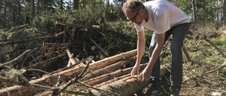 Avverkning i Härad efter barkborreangrepp 