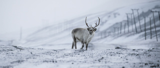 Kallaste månaden på Svalbard sedan 2010